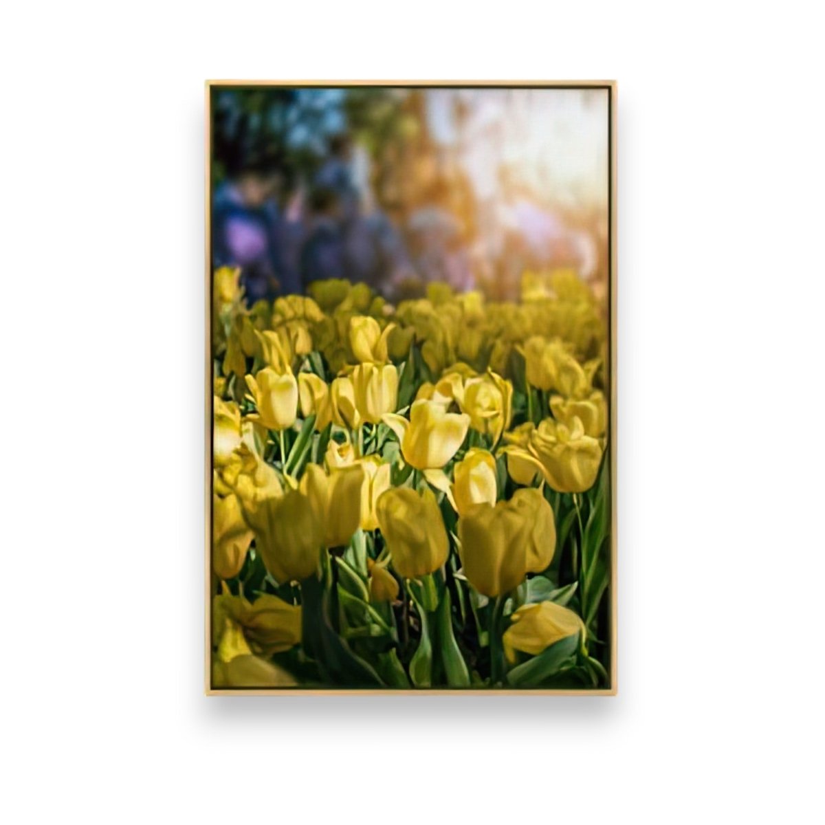 Morning Radiance: Fields of Joy Tulip Portrait